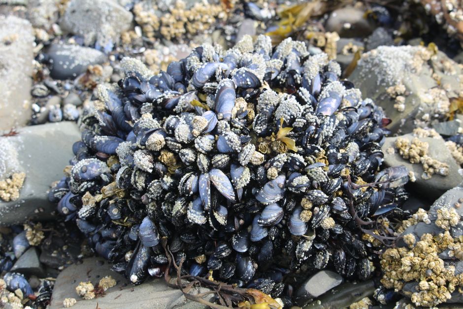 Close-up of mussels and barnacles on rocky coastline in Alaska.