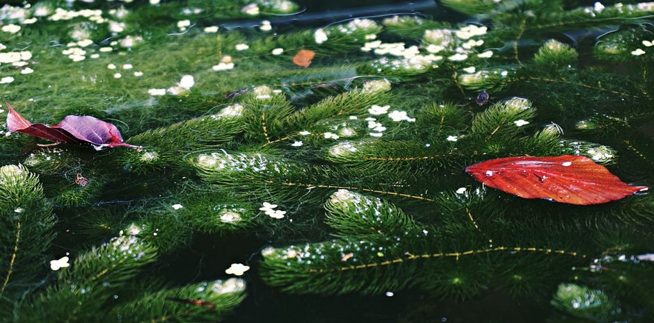 A serene scene of leaves and aquatic plants floating on water, illuminated by sunlight.